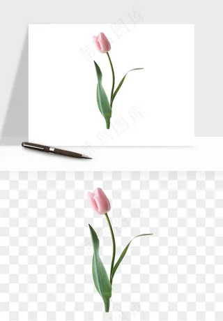 荷兰郁金香鲜花png免抠