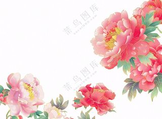 国花牡丹鲜艳花朵植物插画免抠
