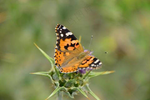 一只黄色的飞蛾