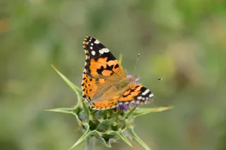 一只黄色的飞蛾