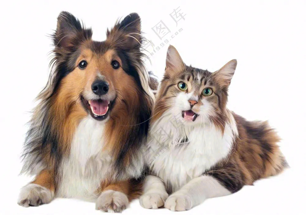 萌宠宠物猫狗动物免抠