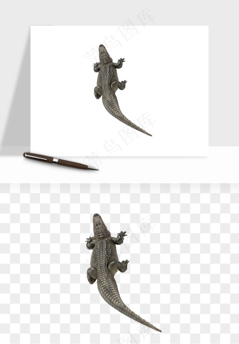 鳄鱼动物png免抠
