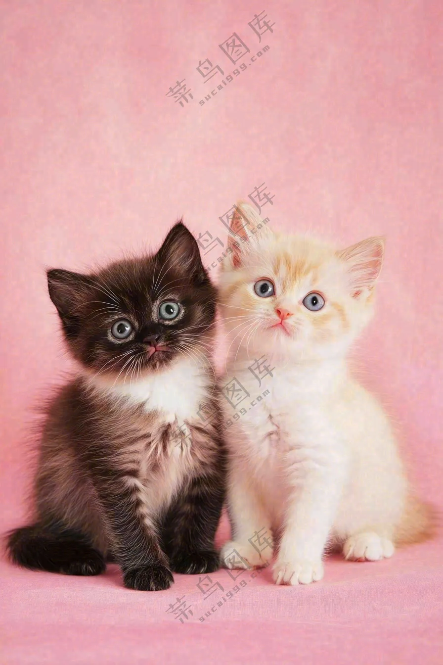 可爱的小猫萌宠宠物动物摄影图