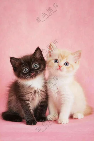 可爱的小猫萌宠宠物动物摄影图