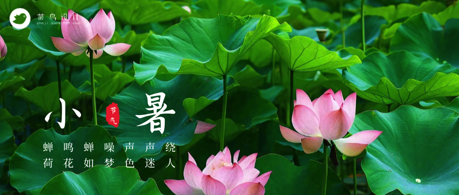 小暑公众号首图