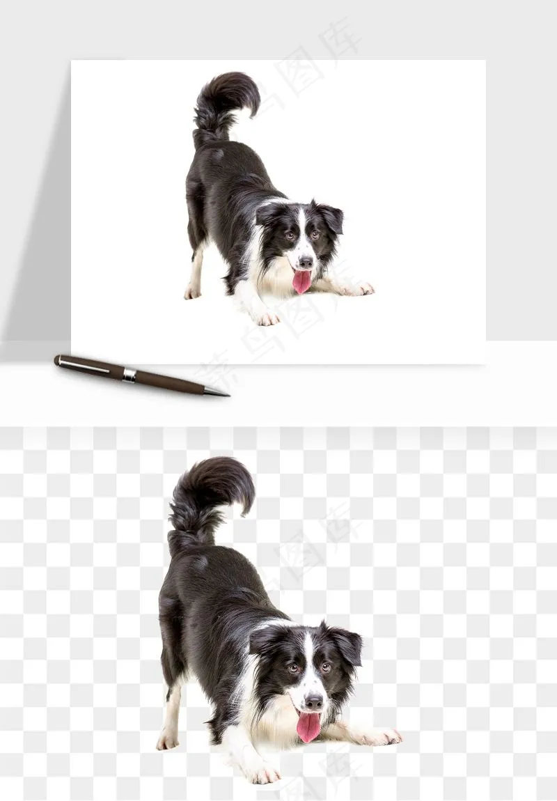 猫咪喵星人狗狗宠物元素png免抠