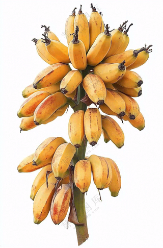 香蕉成熟水果摄影图