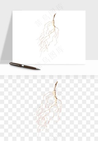 人参养生药材png免抠