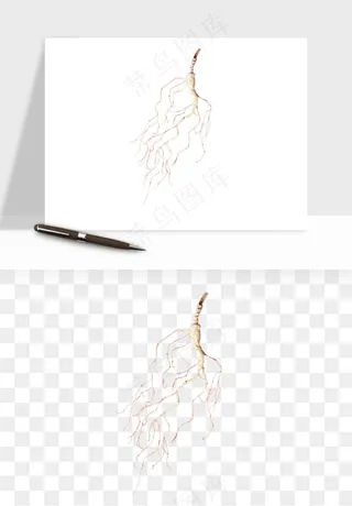 人参养生药材png免抠