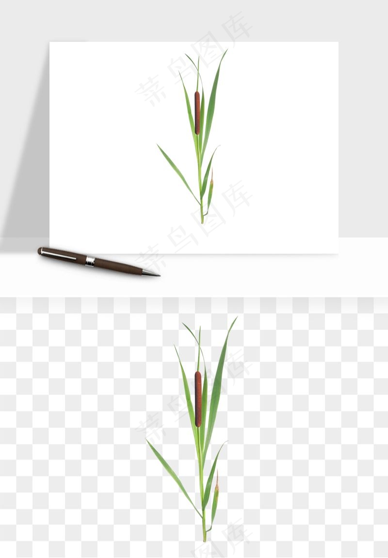 植物芦苇蒲苇香蒲png免抠