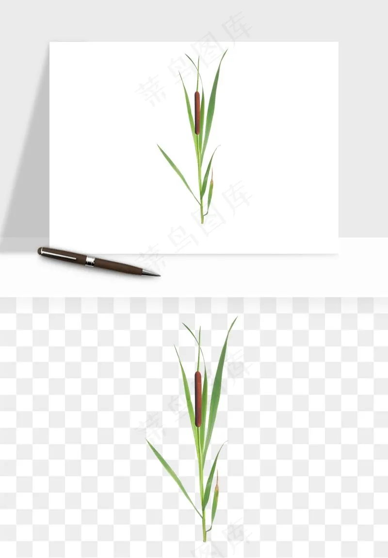 植物芦苇蒲苇香蒲png免抠