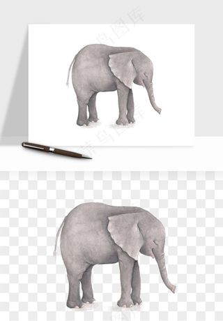 手绘大象小象png免抠