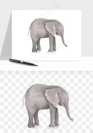手绘大象小象png免抠