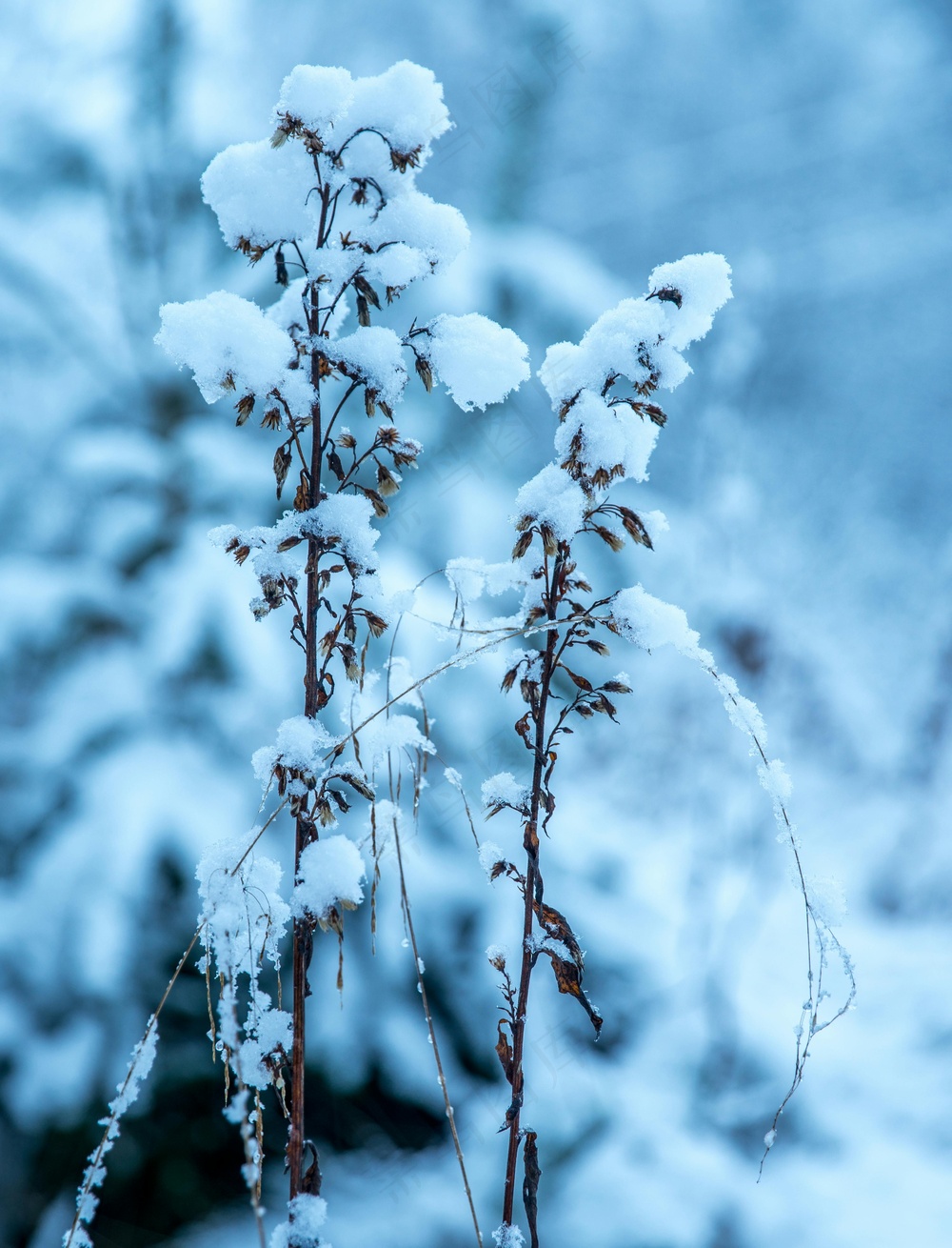 冬雪细茎蓝影装饰画