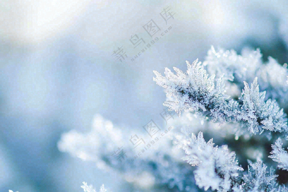 植物上的雾凇白霜霜降摄影图