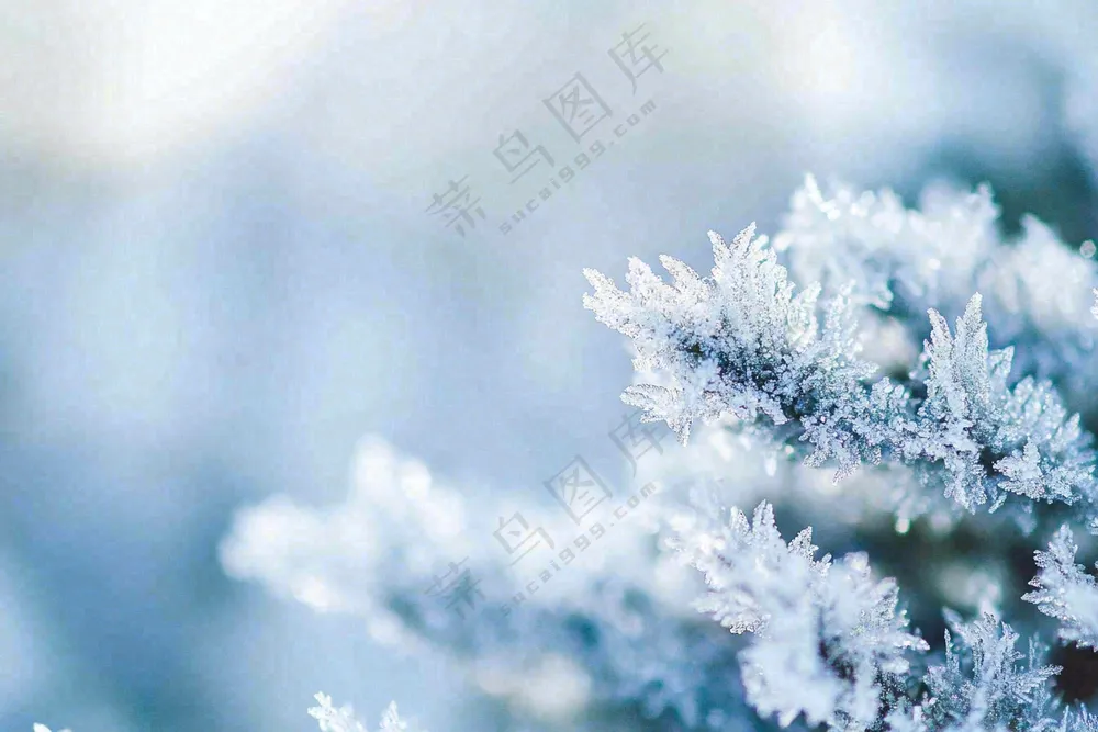 植物上的雾凇白霜霜降摄影图