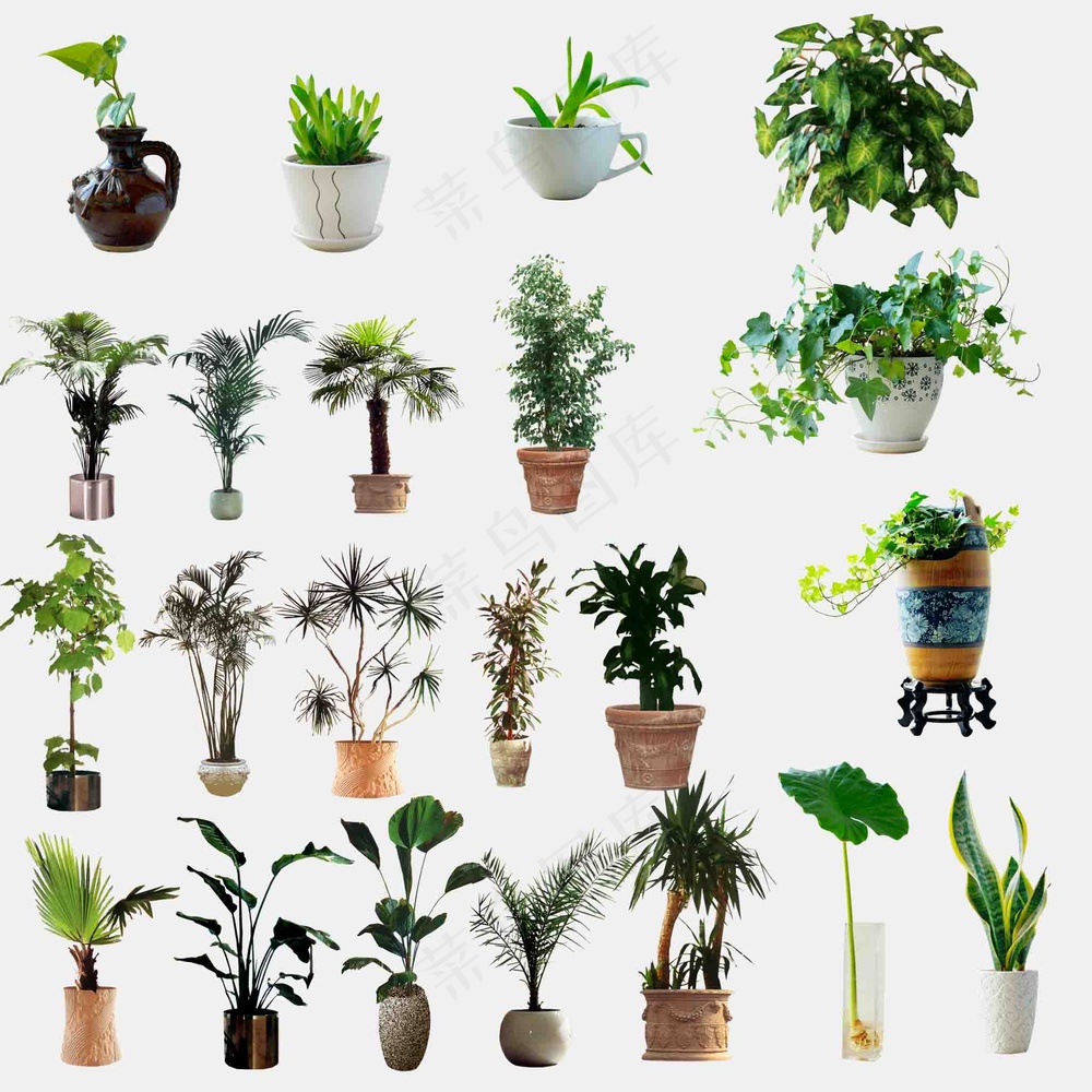 绿植免抠图