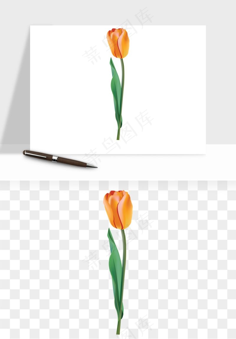 荷兰郁金香鲜花png免抠