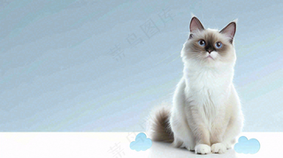 猫狗宠物店宣传卡通插画背景