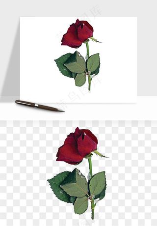 复古鲜花玫瑰png免抠