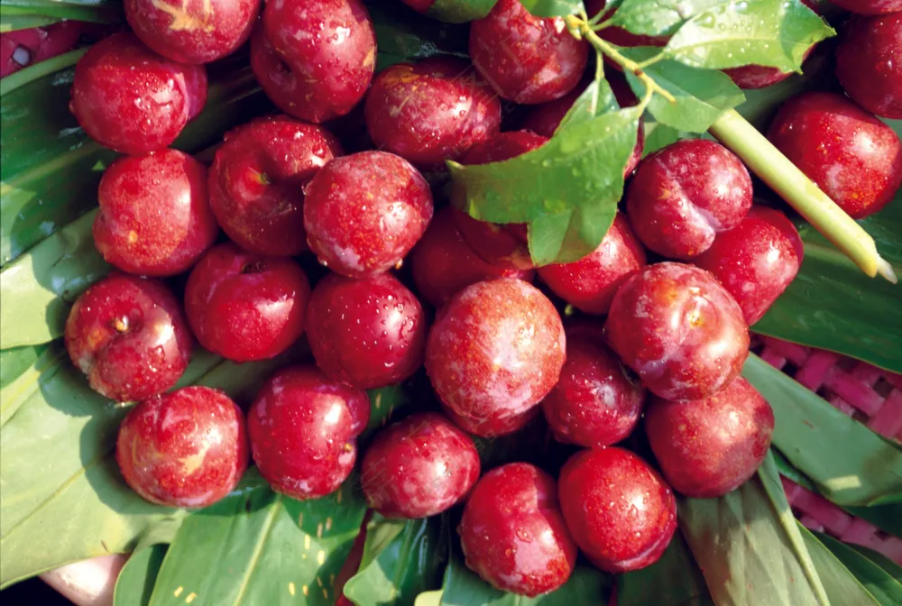 新鲜水果摄影图片 (68)