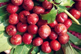 新鲜水果摄影图片 (68)