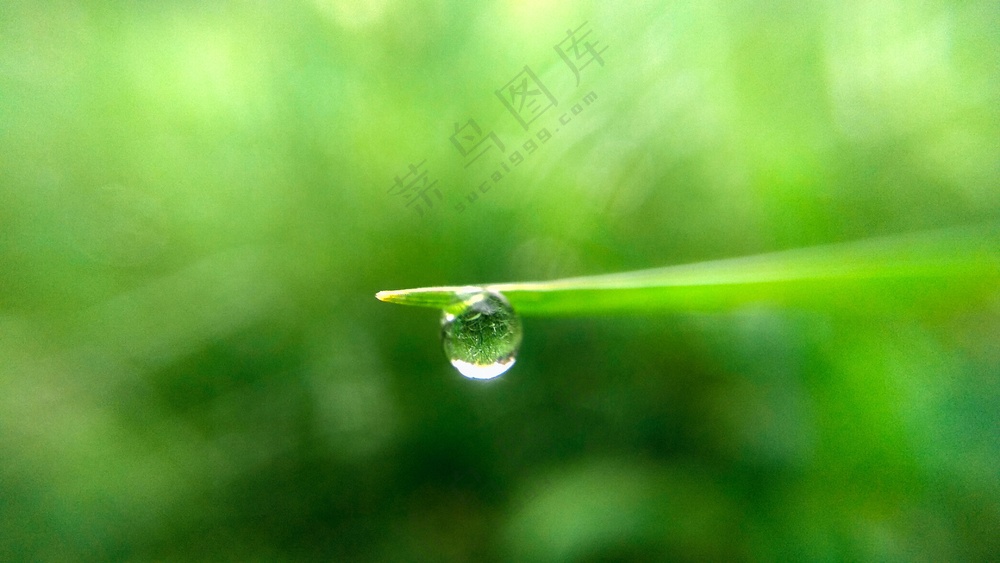 植物绿叶上的露珠