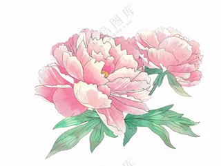 牡丹花朵国花插画免抠