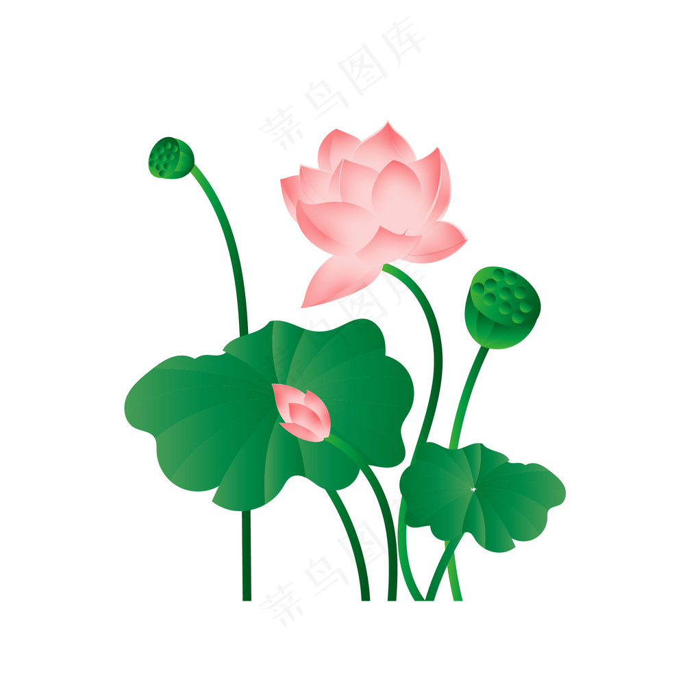 荷花 矢量图