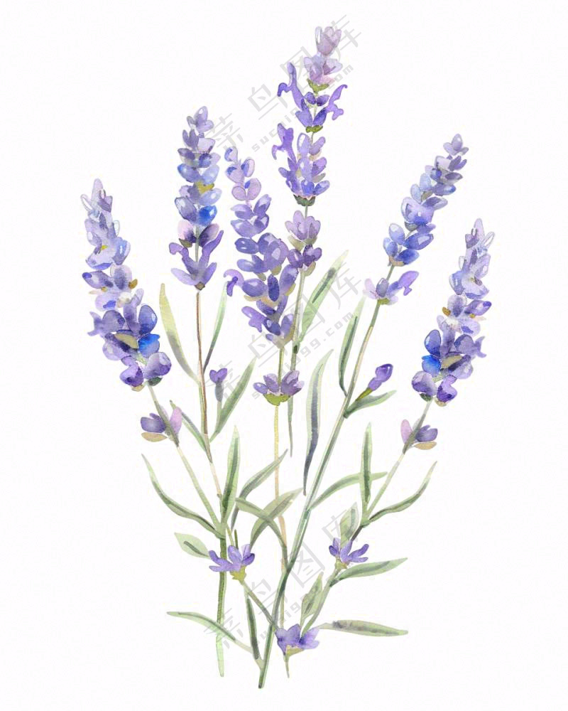 紫色薰衣草花朵植物插画免抠