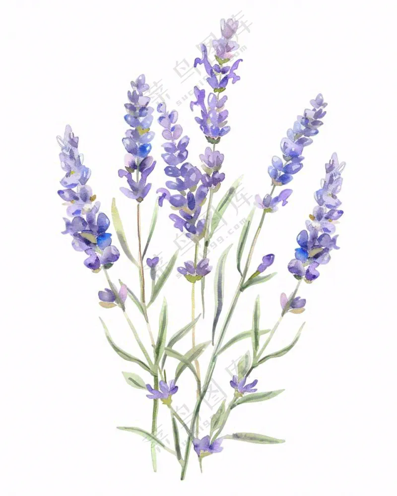紫色薰衣草花朵植物插画免抠