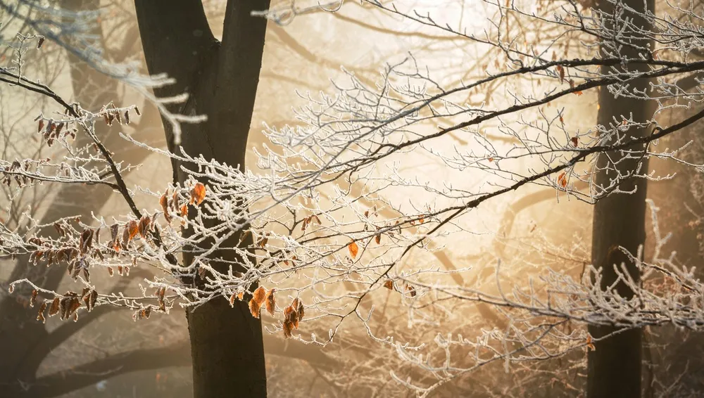 雪夜森林的宁静