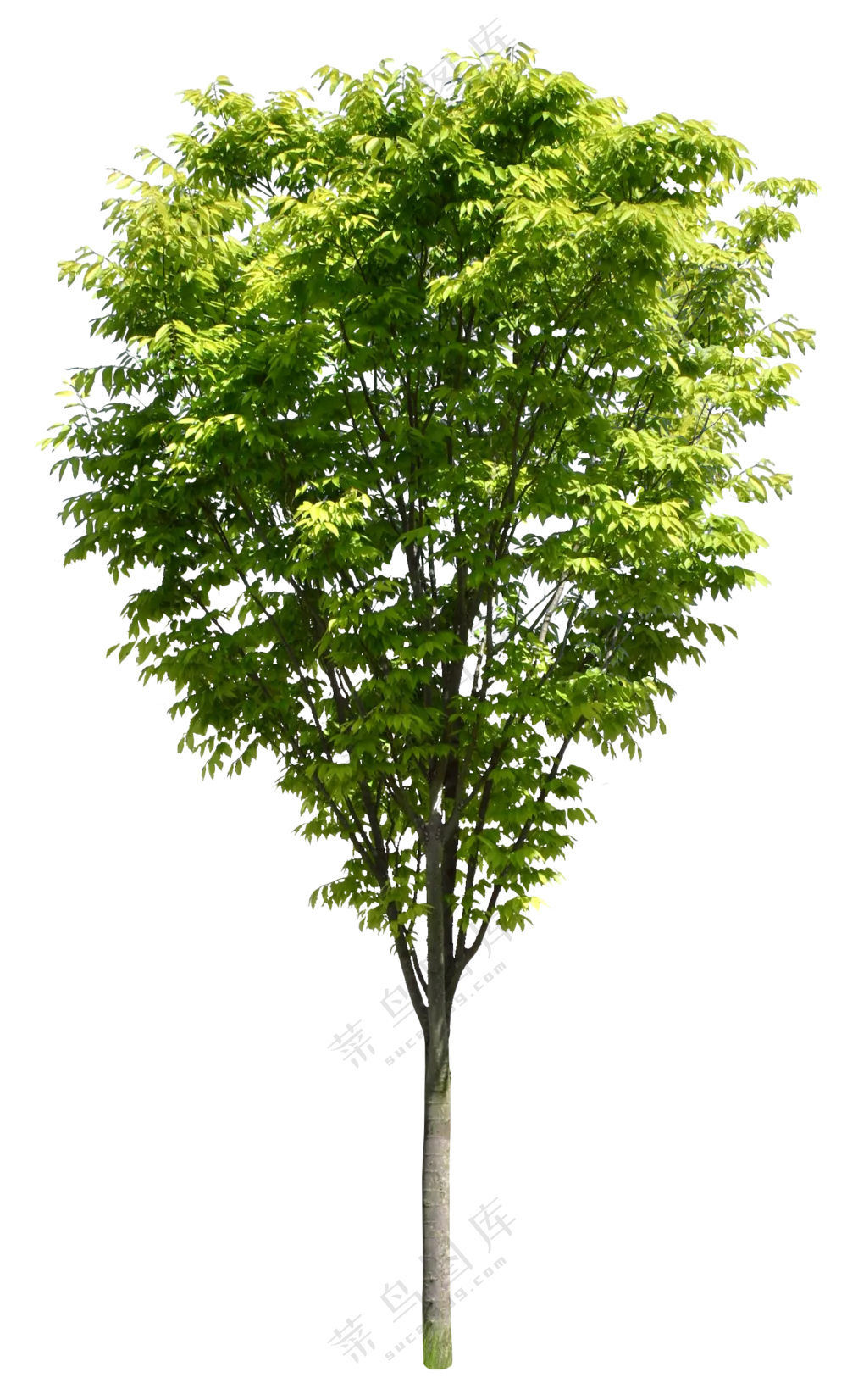 PNG免扣植物树木