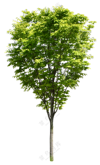 PNG免扣植物树木