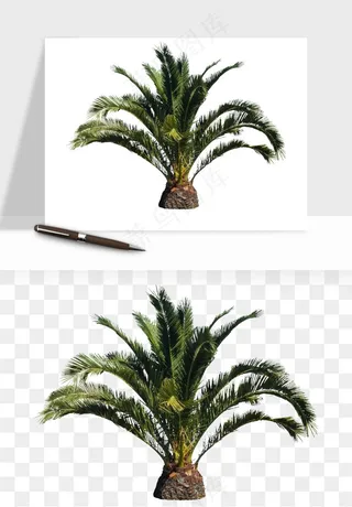 棕榈树椰树png免抠