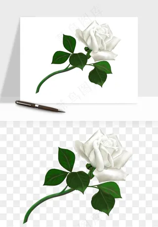 白玫瑰花枝花束png免抠