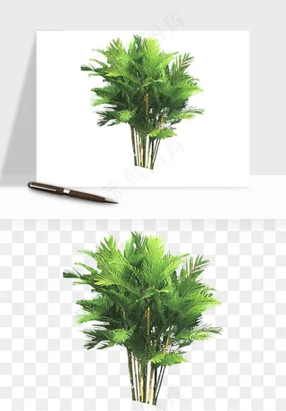 棕榈树椰树png免抠