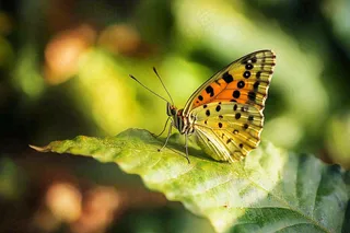 蝴蝶昆虫春天植物摄影图
