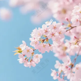 浪漫唯美樱花照片背景