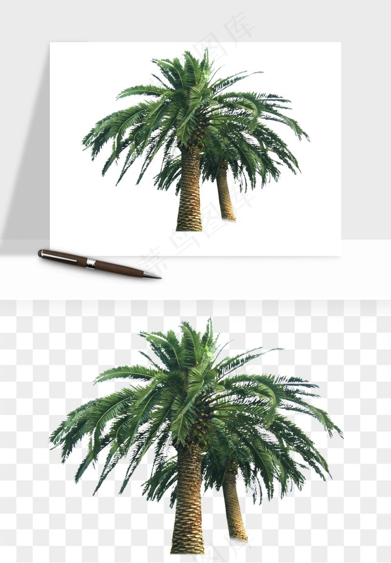棕榈树椰树png免抠