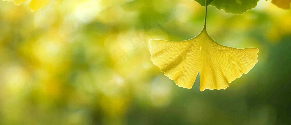 秋天美景银杏叶阳光唯美立秋摄影图