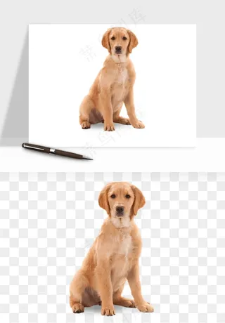 猫咪喵星人狗狗宠物元素png免抠