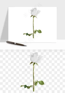白玫瑰花枝花束png免抠