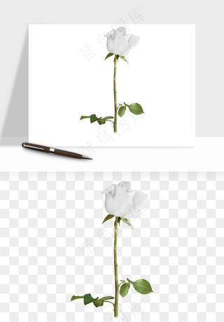 白玫瑰花枝花束png免抠