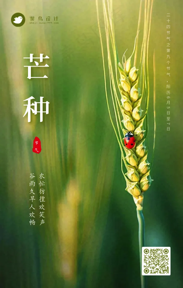 芒种手机海报