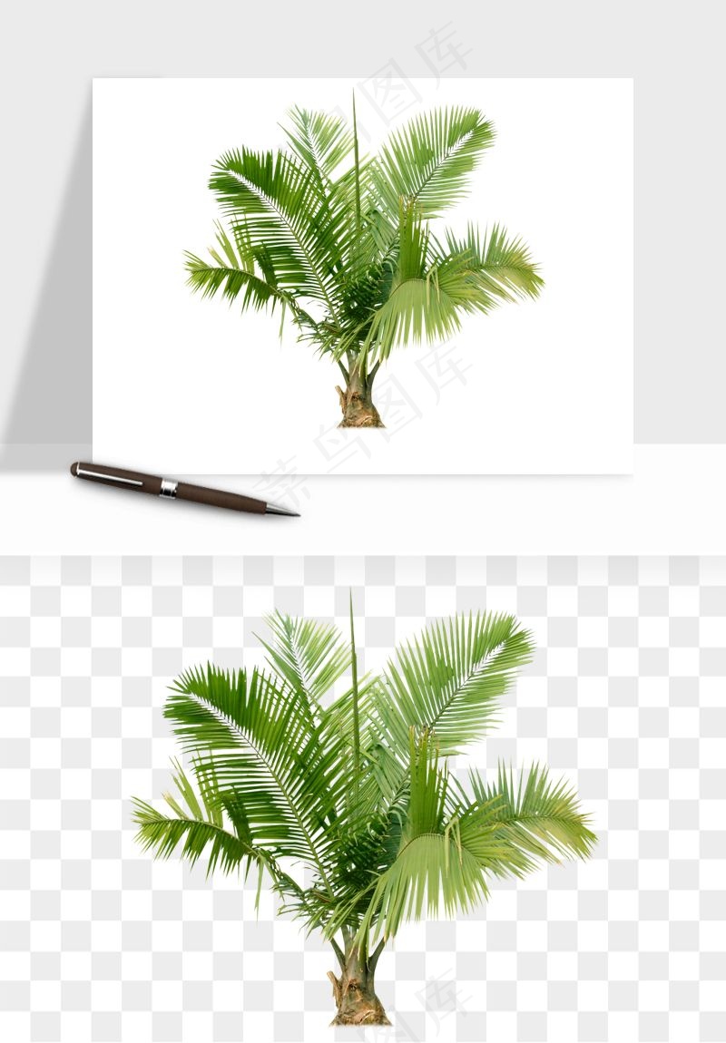棕榈树椰树png免抠