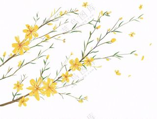 春天树枝上的黄花水墨风插画免抠