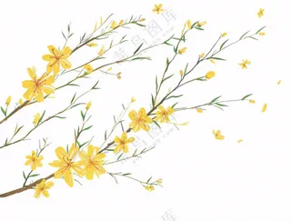 春天树枝上的黄花水墨风插画免抠