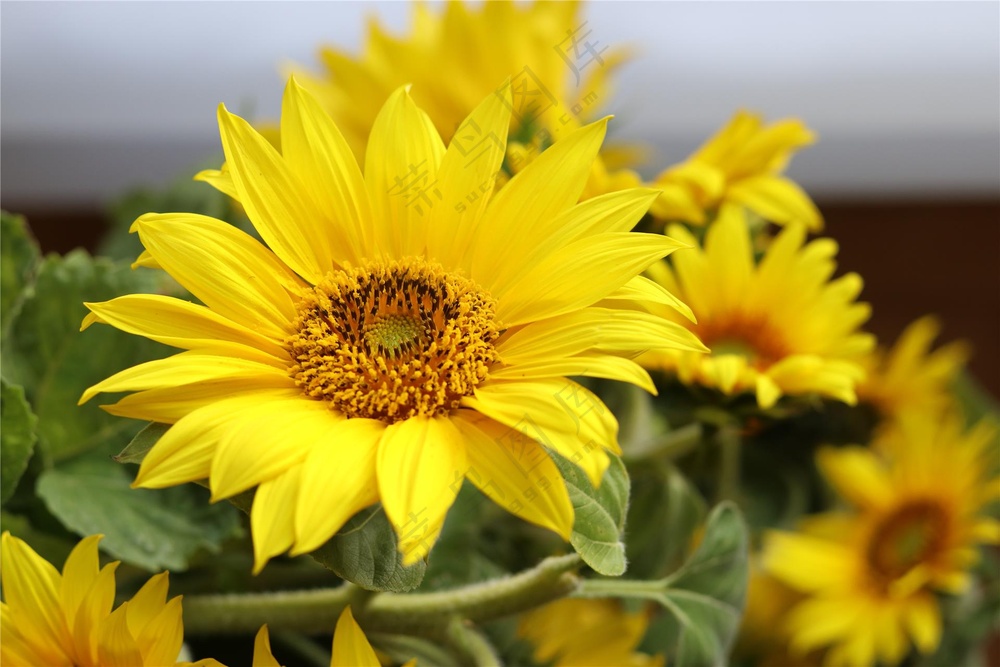 黄色向日葵花盛开图片