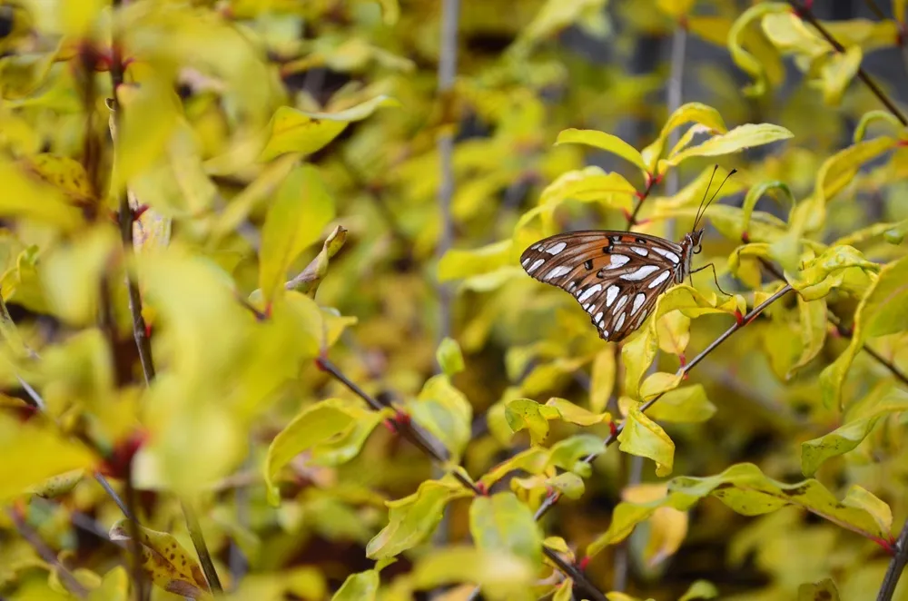 翠绿叶片上的蝴蝶舞